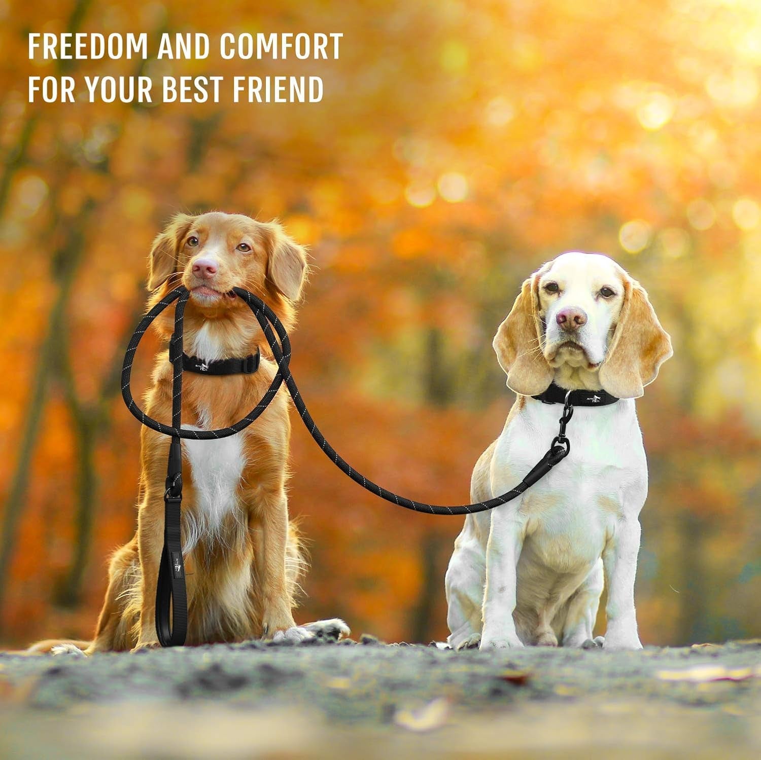 Strong Dog Rope Leash with Soft Comfortable Padded Handle and Highly Reflective Threads, Leash for Small Medium and Large Dogs, Puppy Leash for Training Running and Walking