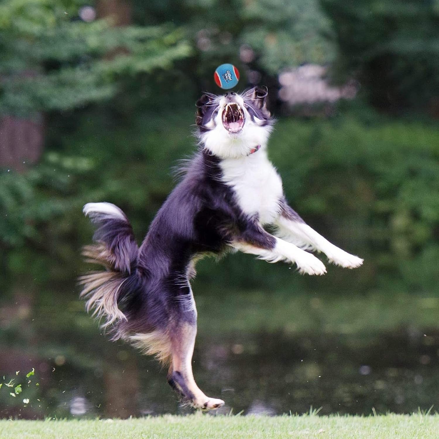 Tennis Balls for Dogs, Squeaky Dog Tennis Balls for Exercise, High Bouncy Pet Ball Bright Colors 2.5 Inches, Interactive Funny Dog Toys for All Breeds of Dogs Indoor & Outdoor Dog Games, 3 Pack